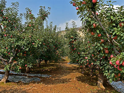 apple orchard